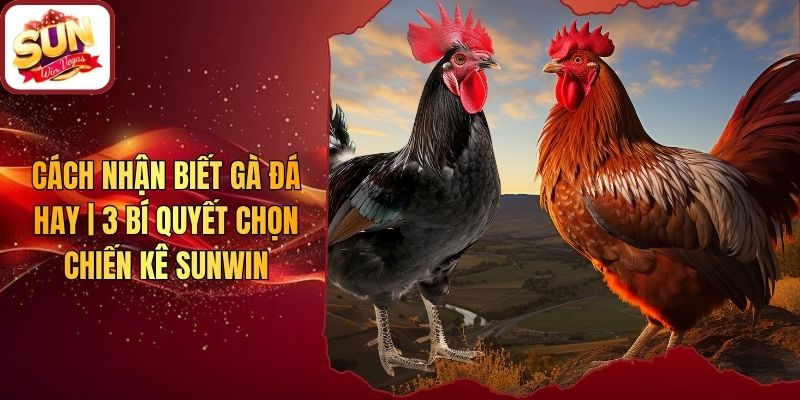 Cách Nhận Biết Gà Đá Hay | 3 Bí Quyết Chọn Chiến Kê Sunwin