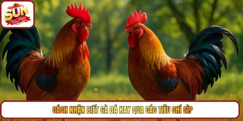 Cách nhận biết gà đá hay qua các tiêu chí gì?