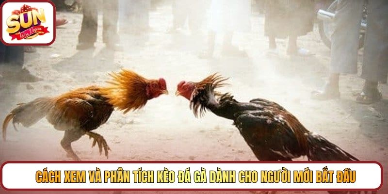 Cách xem và phân tích kèo đá gà dành cho người mới bắt đầu