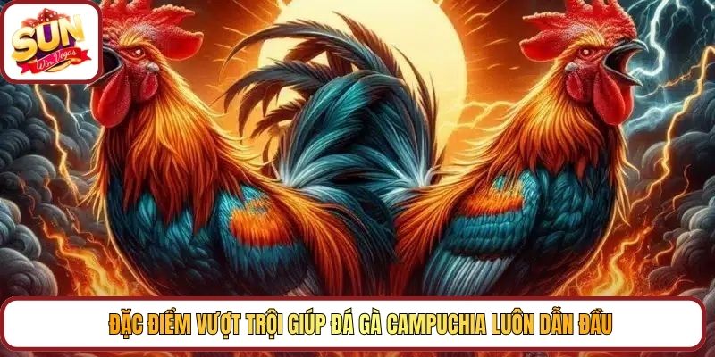 Đặc điểm vượt trội giúp đá gà campuchia luôn dẫn đầu