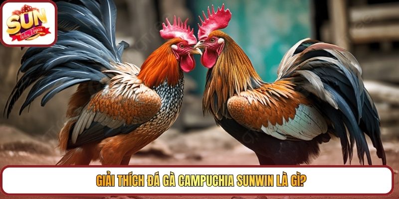Giải thích đá gà campuchia Sunwin là gì?