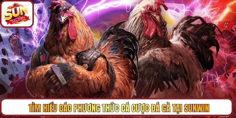 Tìm hiểu các phương thức cá cược đá gà tại Sunwin