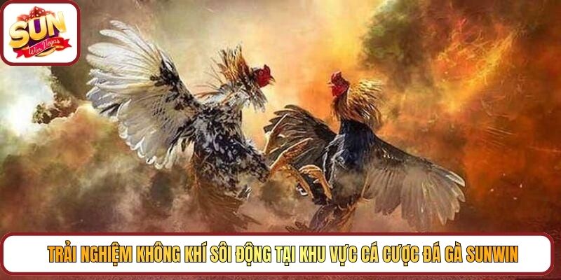 Trải nghiệm không khí sôi động tại khu vực cá cược đá gà Sunwin